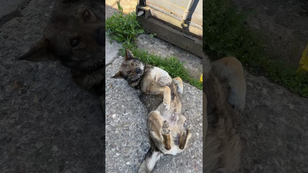 Бездомный Шарик после 1 кг мраморной говядинки❤️ | релакс