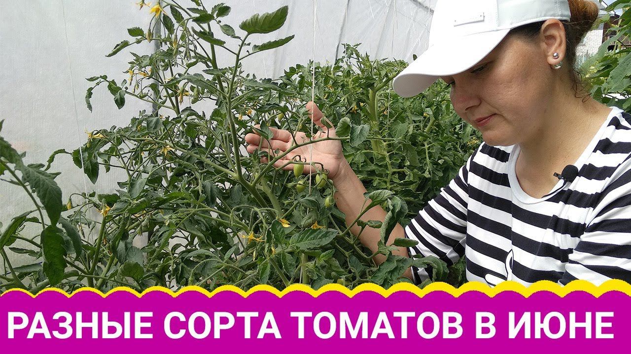 Разные сорта томатов в июне смотреть онлайн