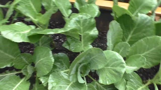 Vee's Garden Life: Collard Greens смотреть онлайн