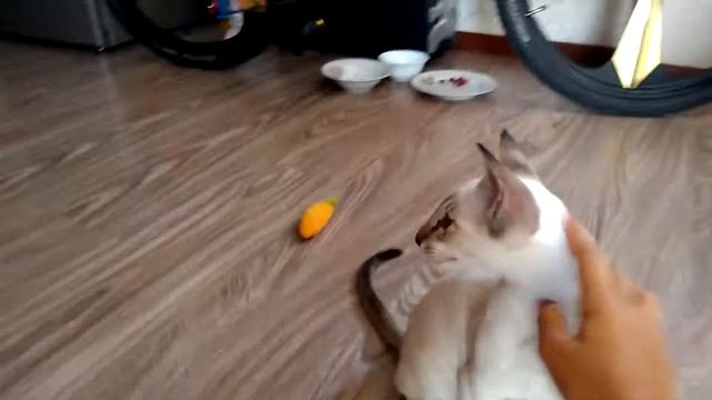 Рёв тигра "Шпендосины" смотреть онлайн