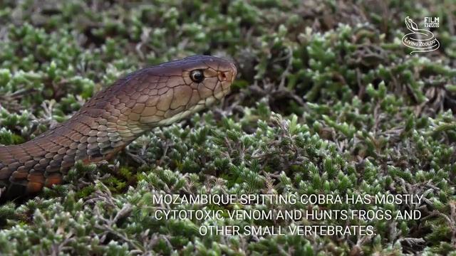 Mozambique Spitting Cobra (Naja Mossambica) In Action! Deadly Venomous Snake From Africa