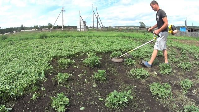 Прополка картошки триммером. смотреть онлайн