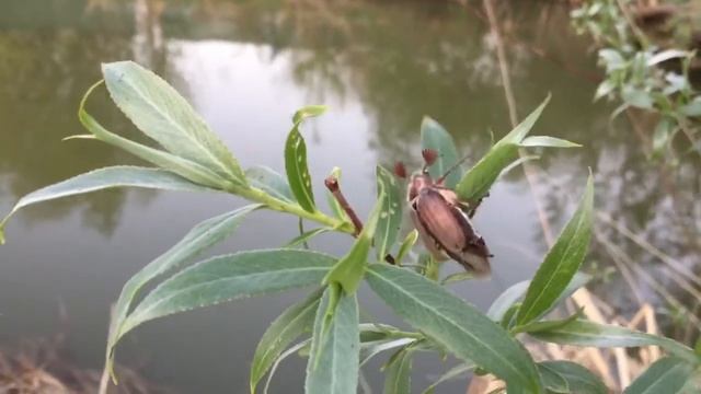 Жук пискун. ???? смотреть онлайн