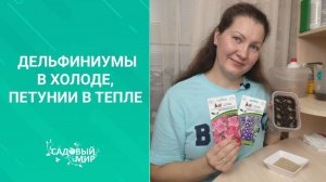 Дельфиниумы - в холоде, петунии - в тепле.  А ЕЩЕ - ХЛОРГЕКСИДИН.  СЕЕМ СЕМЕНА ЦВЕТОВ!