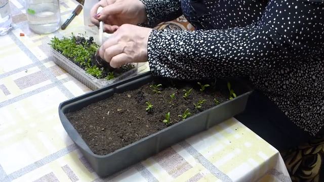 пикируем гвоздику шабо смотреть онлайн