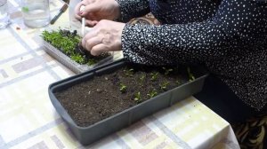 пикируем гвоздику шабо