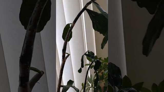 Монстр-кактус после переезда. Устал :) смотреть онлайн