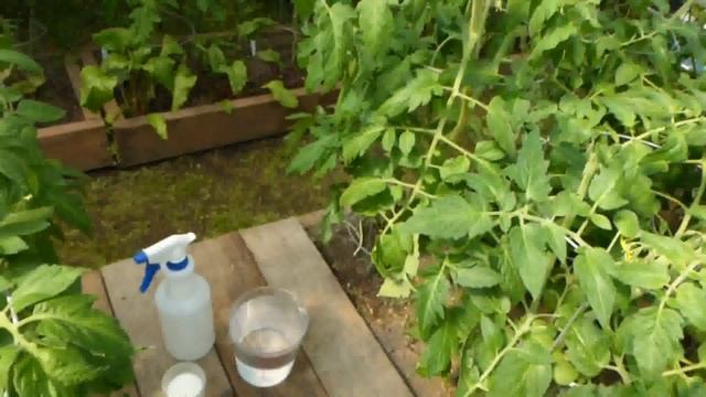 Огородничество. Выпуск #27 - Защита Томатов от ФИТОФТОРЫ. Супер Способ. Аляска, США смотреть онлайн