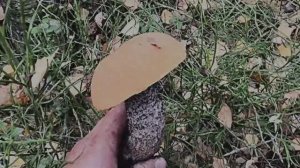 Приехали в осенний лес за подосиновиками и лисичками. Грибы всё еще есть, сезон  продолжается!