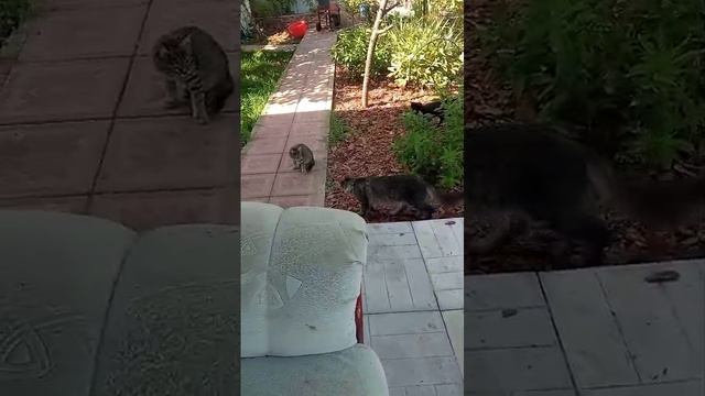 это кошки у меня на даче смотреть онлайн