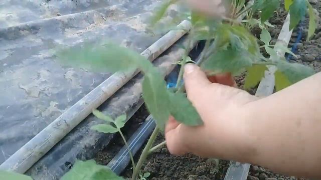 Высадка помидор в феврале, отопление и их подвязка! Planting tomato in February for heating смотреть онлайн