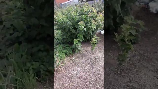 Наш опыт применения лузги в саду смотреть онлайн