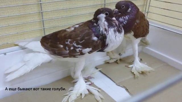 Голуби для малышей смотреть онлайн