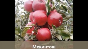 Яблоки "как в магазине": европейские сорта яблонь на полукарликовых зимостойких подвоях
