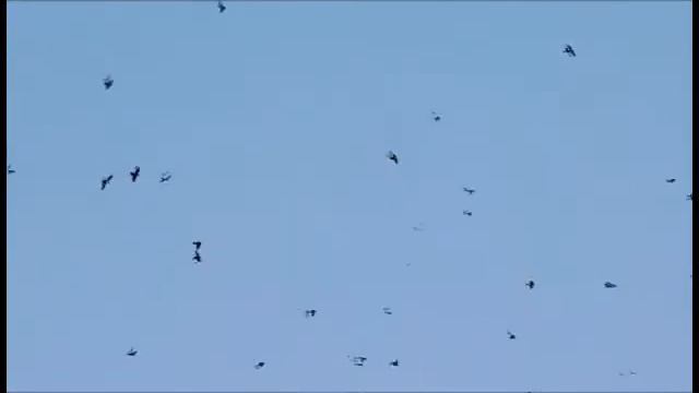 Осенние птичьи танцы смотреть онлайн