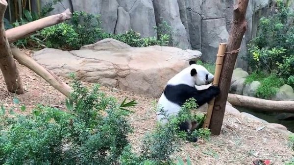 Animal Sounds for Children (20 Amazing Animals)ЗВУКИ ЖИВОТНЫХ