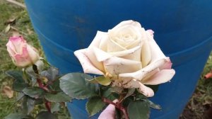 Роза Мента саженец купленный на рынке 7 ноября 2020 года