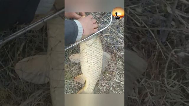 Февраль | Сазан ови | Арнасой #Рыбалка #сазан смотреть онлайн