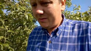 Голубика сорт Река , 4 год вегетации