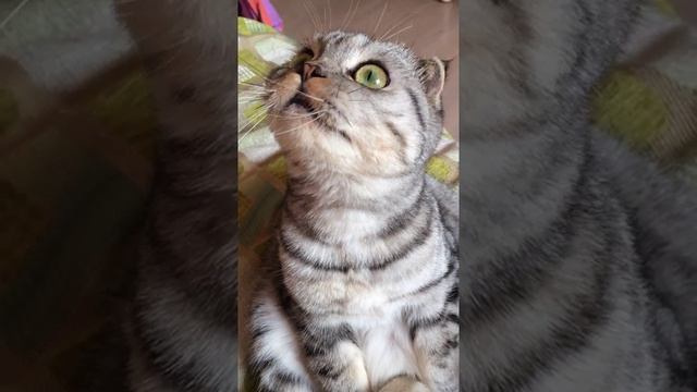 Кошка хрюкает смотреть онлайн