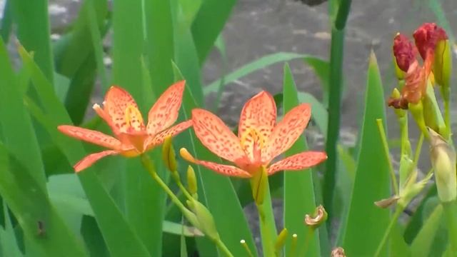 Leopard Lily , Dieffenbachia, Ledebouria , Lilium Catesbaei, , Lilium Pardalinum, Iris Domestica