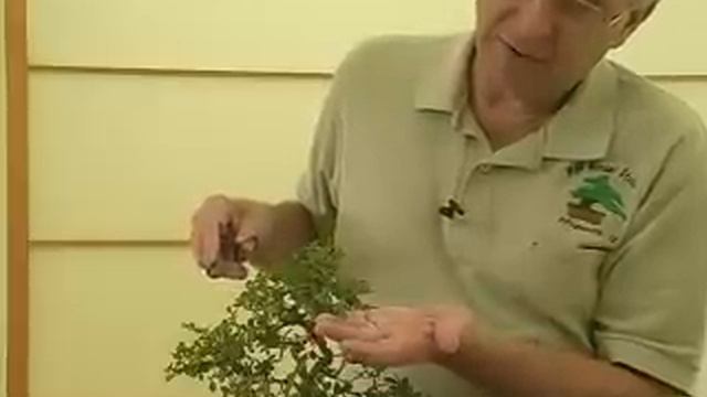 How To Grow Bonsai Trees : How To Care For Your Bonsai Tree : Bonsai Maintenance