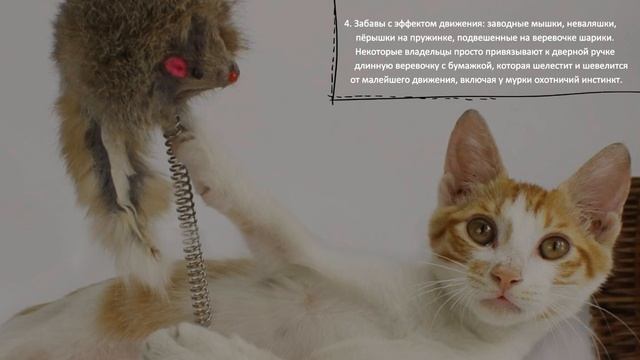 Как научить кошку играть самостоятельно How to teach a cat to play on its own смотреть онлайн