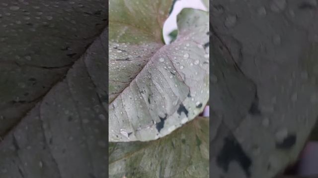 Сингониумы, сорта, виды. Милк конфетти, империал йеллоу, грей гост, ред спот триколор, строберри ай смотреть онлайн