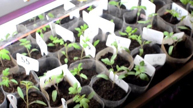 Томат от семени до плода часть 3 пикировка смотреть онлайн