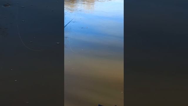 Рыбалка в 2023 году на летнюю удочку на опарыша весной. Ловля красноглазки весной 2023 года. смотреть онлайн