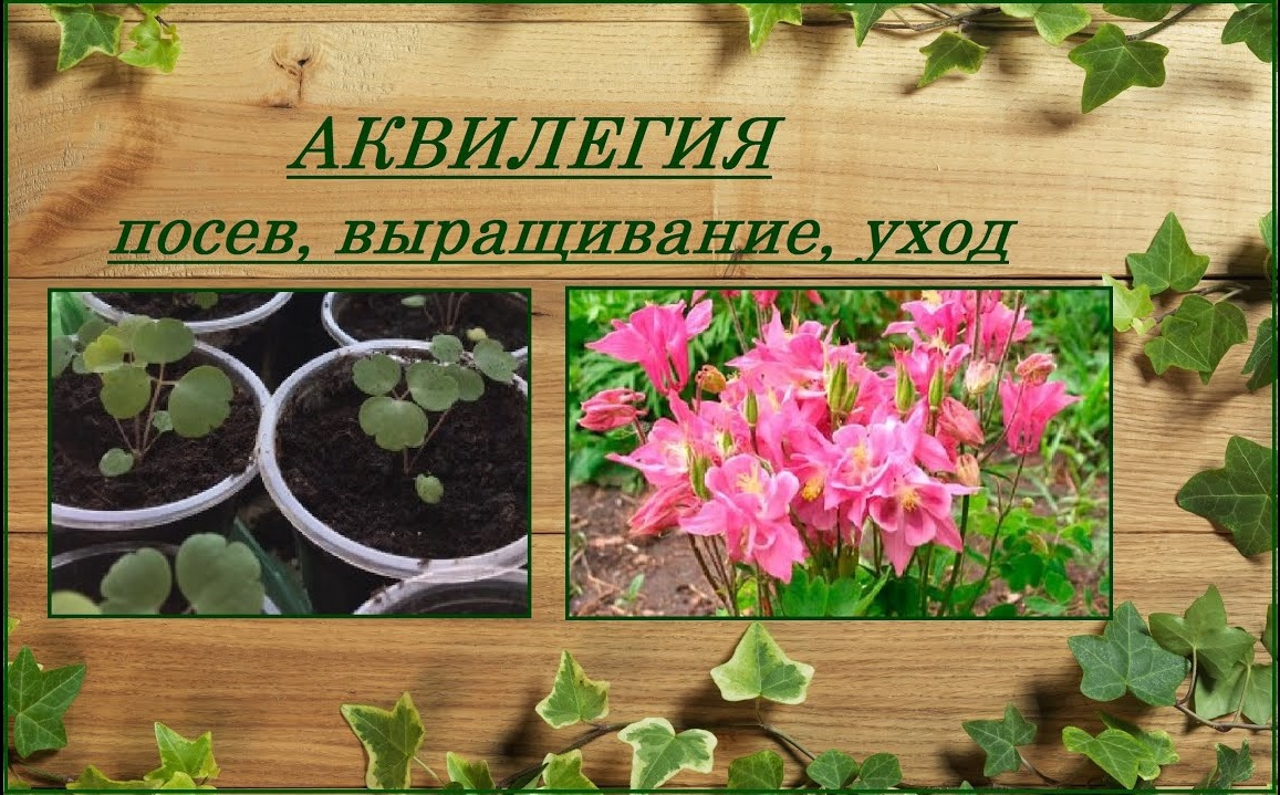Аквилегия выращивание из семян от посева до цветения, уход, все об аквилегии смотреть онлайн