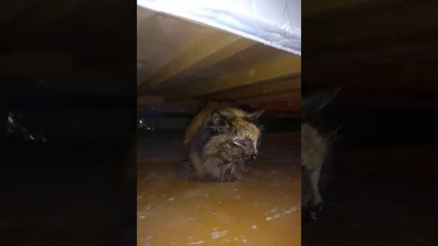 Саркома у кошки.