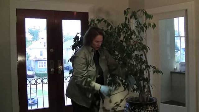 Prune This:  Weeping Fig Bush Part 1