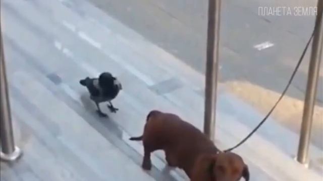 Интересные факты о воронах. смотреть онлайн