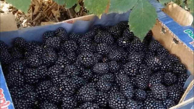 Новые сорта бесшипой ежевики с гигантскими ягодами