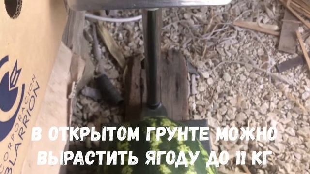 Арбуз привитый на фицефалию в открытом грунте. В красном кургане(малокарачаевский район) смотреть онлайн