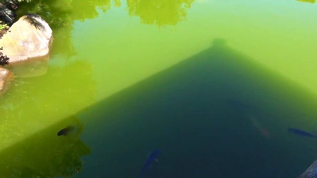 Отдых в Японском саду между заказами Правда или миф. Ремонт бытовой техники в США смотреть онлайн