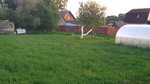 Кот мышкует смотреть онлайн