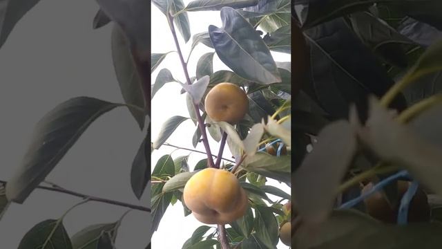 Многосортовое деревце хурмы - виды на урожай, г. Николаев, сезон 2022 смотреть онлайн