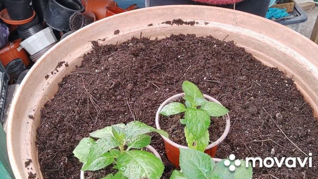 ГОРТЕНЗИЯ #черенки#цветоводство#моймир#мойопыт#гортензия# смотреть онлайн