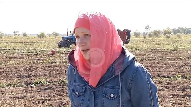 Картофельная страда смотреть онлайн