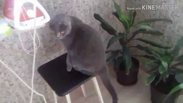Вислоухая кошка требует общения с птичками смотреть онлайн