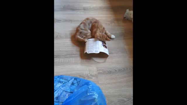 Котята помогаторы VI 2022 смотреть онлайн