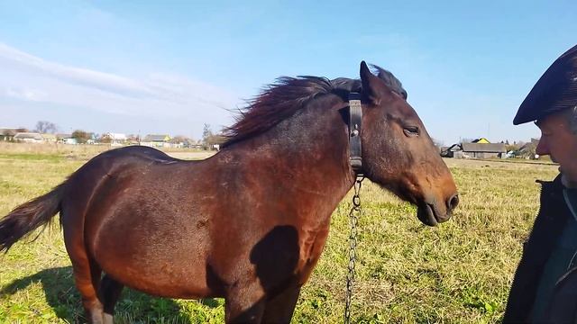 ЛОШАДИ/ЖЕРЕБЧИК КУЗЯ НА ПРОДАЖУ смотреть онлайн