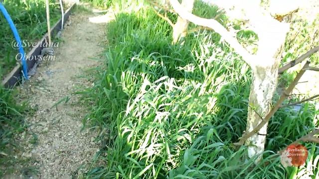 ХОТИТЕ ОГРОМНЫЙ УРОЖАЙ ФРУКТ,СМОРОДИНЫ-РАСКИДАЙТЕ ЭТИ СИДЕРТЫ ПОД ДЕРЕВЬЯ И КУСТЫ.ЗЕЛЕНОЕ УДОБРЕНИЕ смотреть онлайн