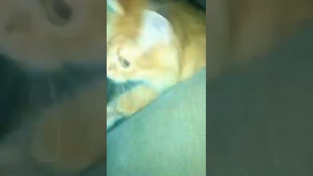 Удивительная Мурочка ❤️#кішка #кошка #кот #харків #кошки #украина 14.11.2022