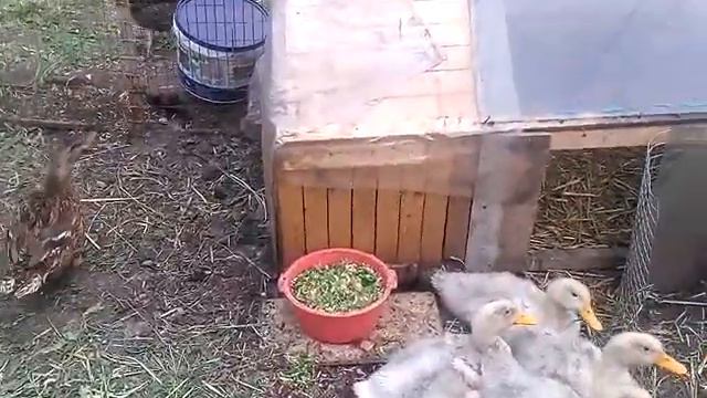 Утка Агидель смотреть онлайн