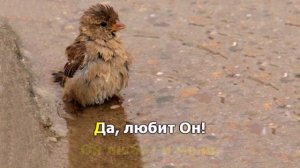 Бог любит малых воробьев