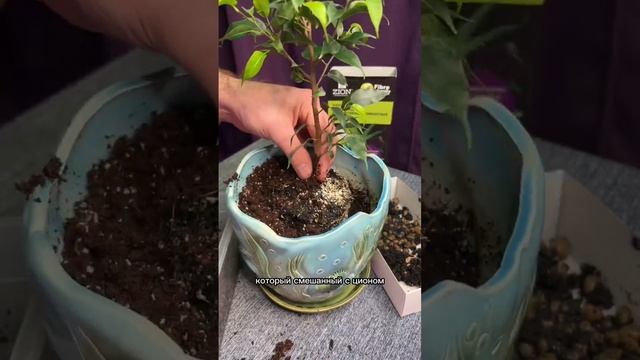 Почему у фикусов облетают листья! Ч2 смотреть онлайн