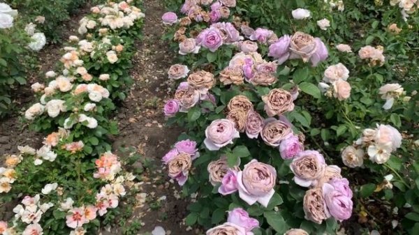 Обзор японских сортов -Икеа,Голубой Роман,Рамукан и Абдиэль